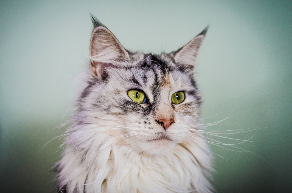 Animals___Cats_Silver_Maine_Coon_cat_with_green_eyes_045531_