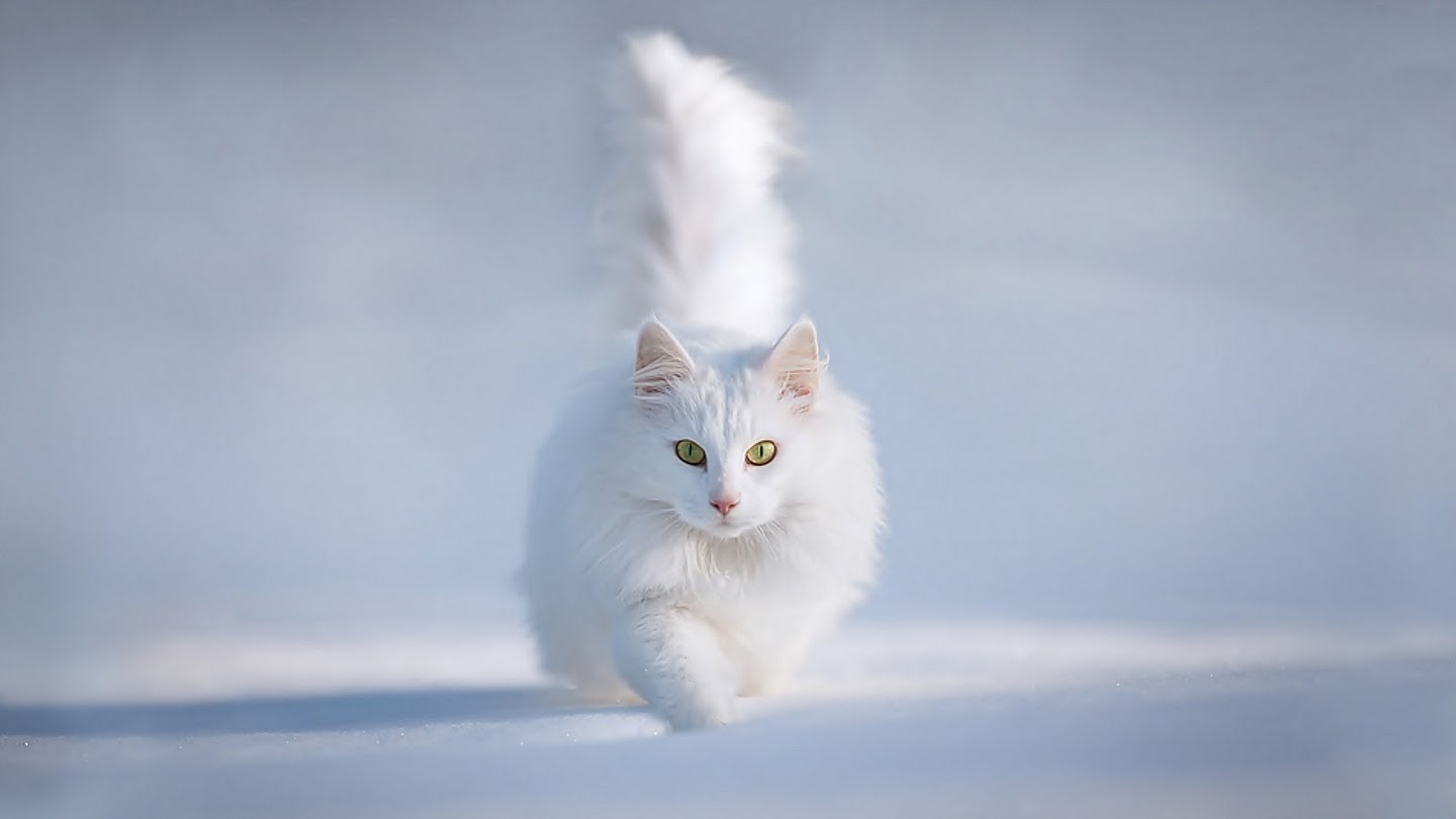 кот зима 
