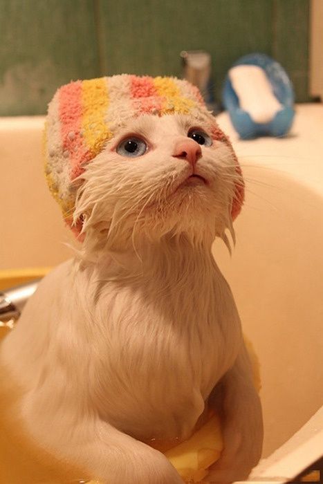 Кот после ванны