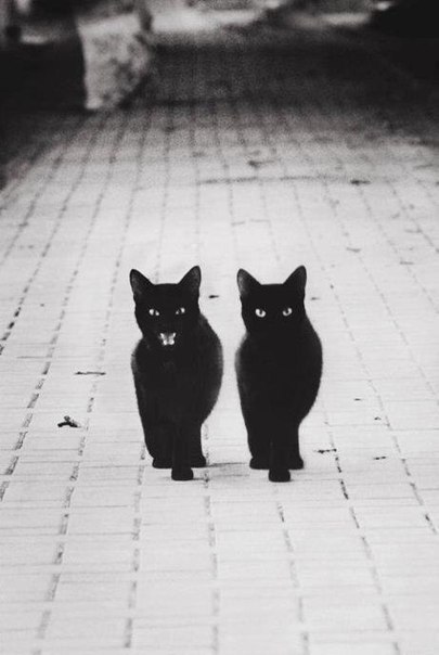 Черные коты ганстеры
