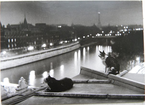 2 кота на крыше Парижа 1947 год