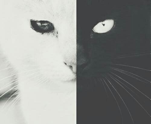 Необычная черно-белая кошка