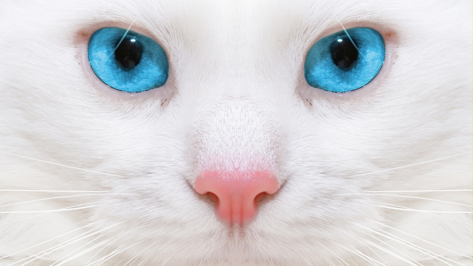 Взгляд белой кошки