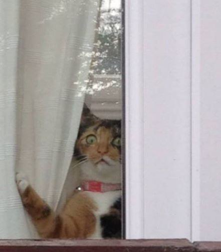 Кот смотрит в окно картинка