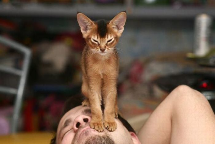 Абиссинская кошка фото дикий
