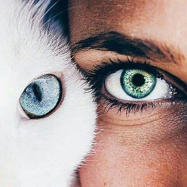 Глаза кошки и девушки