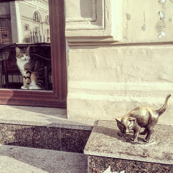 Питерский кот смотрит в окно